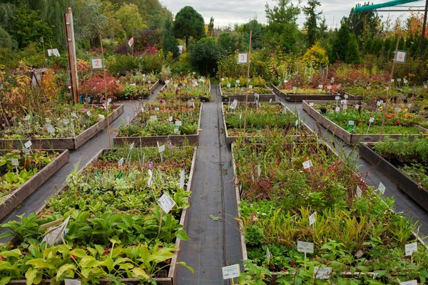 Pépinière à agen : arbres fruitiers anciens bio à découvrir